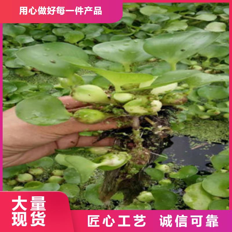 宿根花卉_鲁冰花/粉黛乱子草每个细节都严格把关