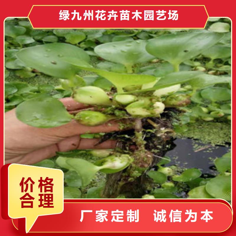 宿根花卉_水生植物/荷花睡莲源头厂商