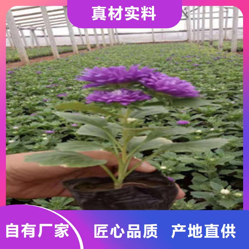 宿根花卉【时令花卉/绿化草花价格】买的是放心