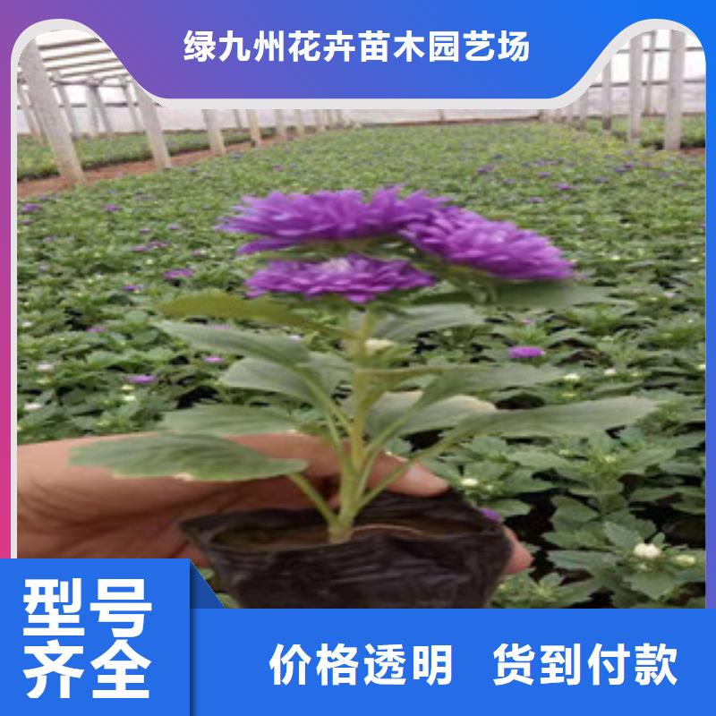 【宿根花卉】,时令花卉/绿化草花价格好货采购