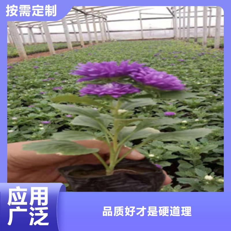 宿根花卉花海景观工程来图加工定制