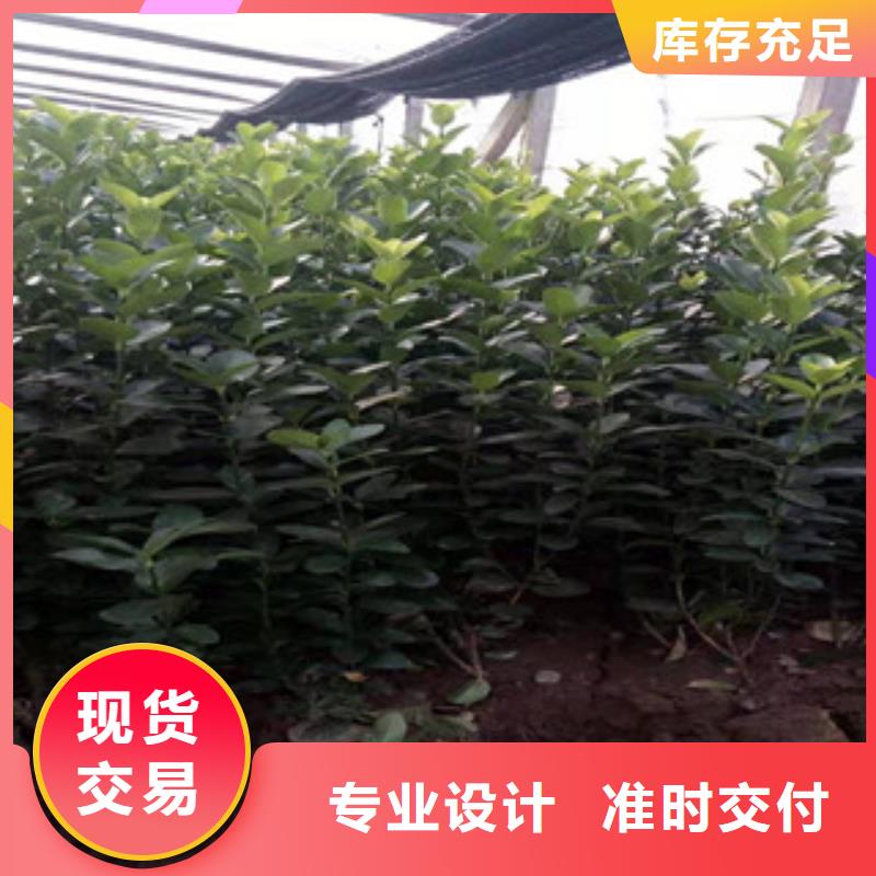 宿根花卉【水生植物/荷花睡莲】专注细节使用放心