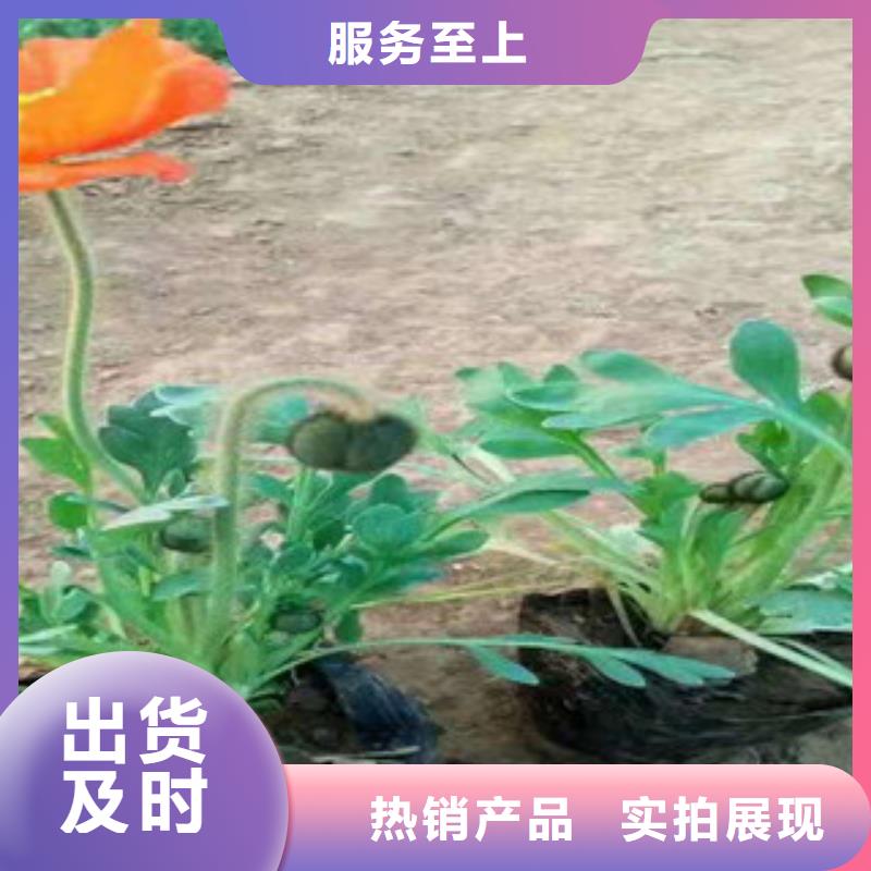 宿根花卉耐寒耐旱草花基地48小时发货