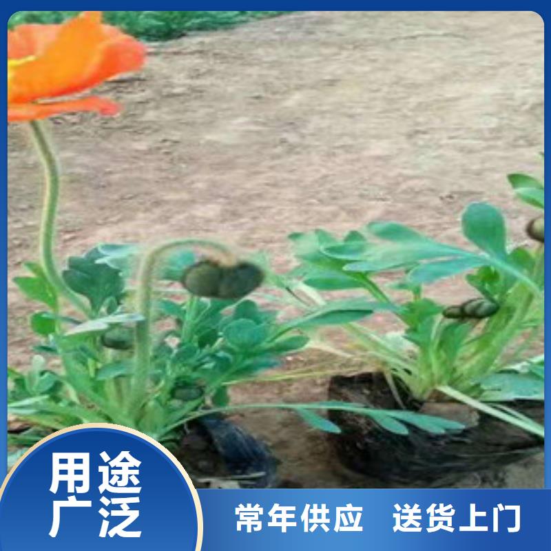 【宿根花卉_柳叶马鞭草/薰衣草现货供应】