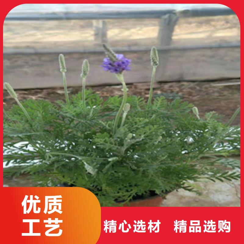 宿根花卉水生植物/荷花睡莲生产厂家