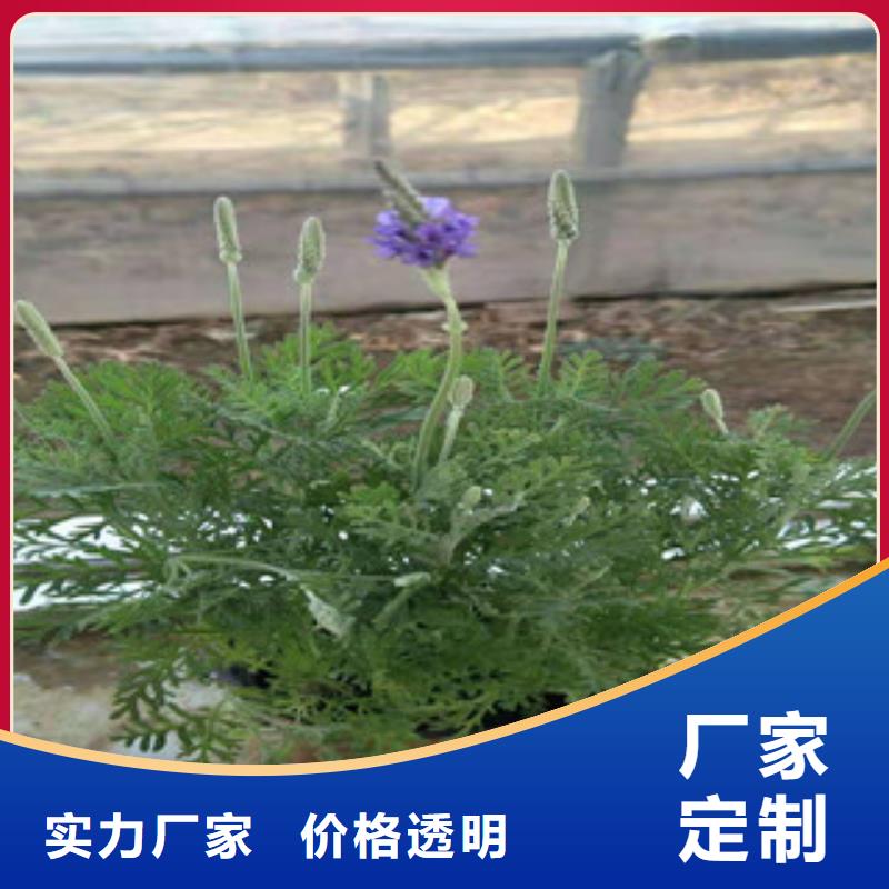 【宿根花卉柳叶马鞭草/薰衣草实力厂家直销】