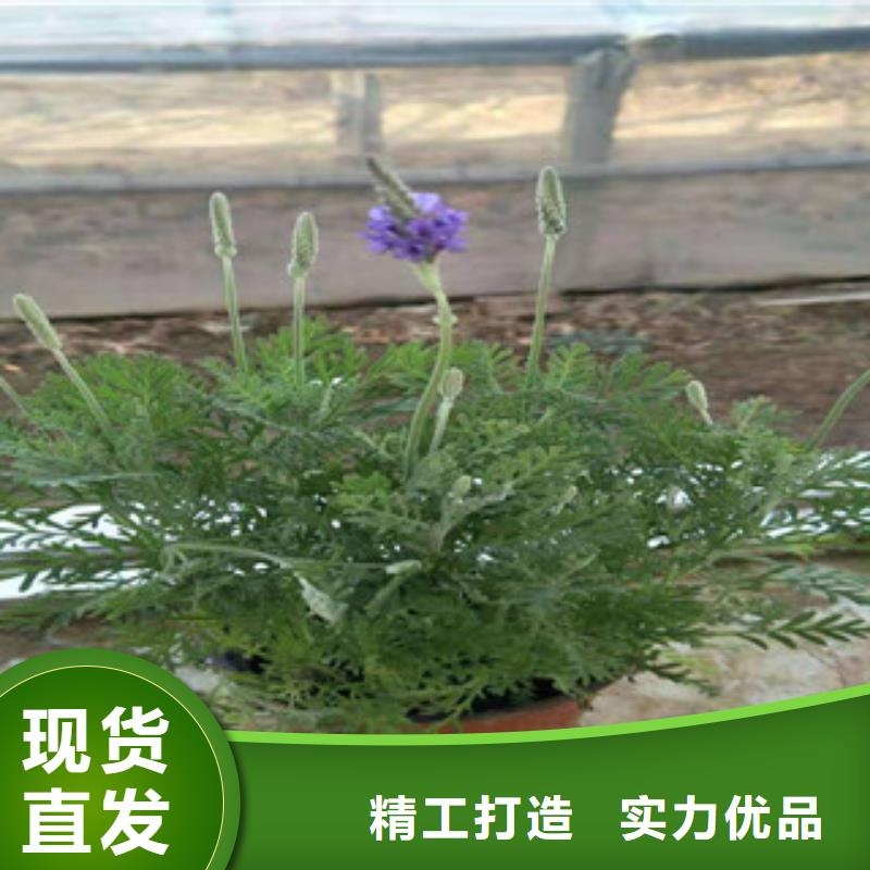 【宿根花卉花海景观工程现货齐全售后无忧】