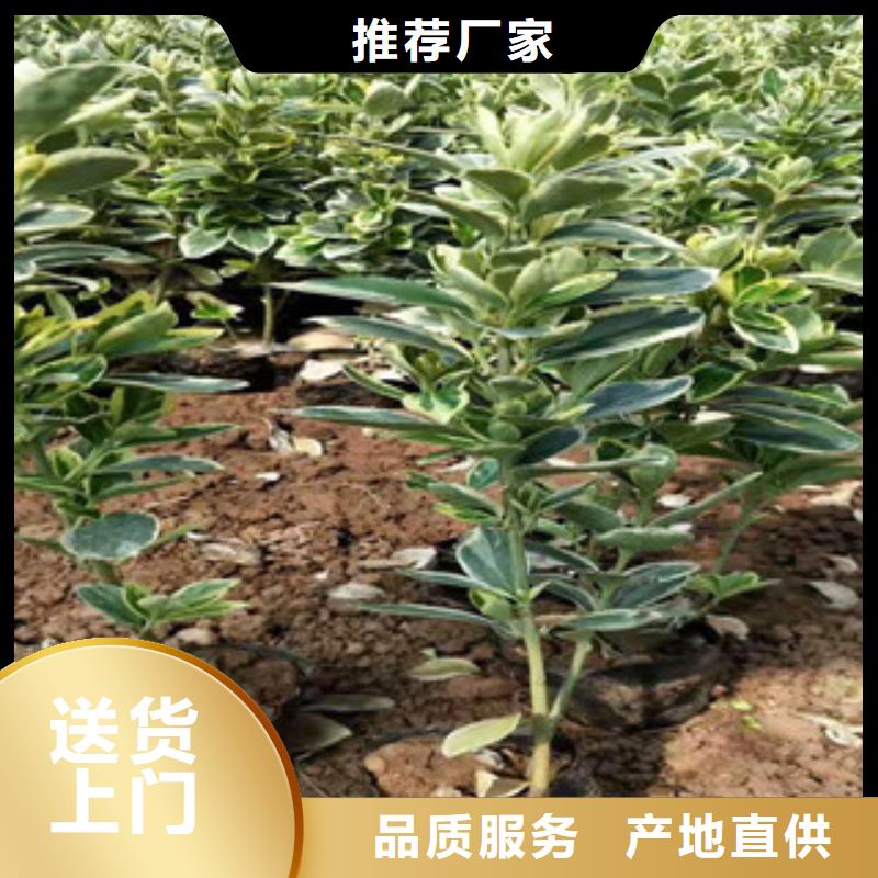 【宿根花卉】,柳叶马鞭草/薰衣草质检合格发货