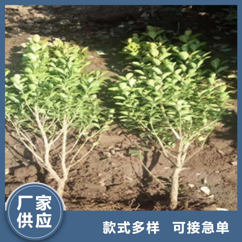 宿根花卉柳叶马鞭草/薰衣草售后无忧