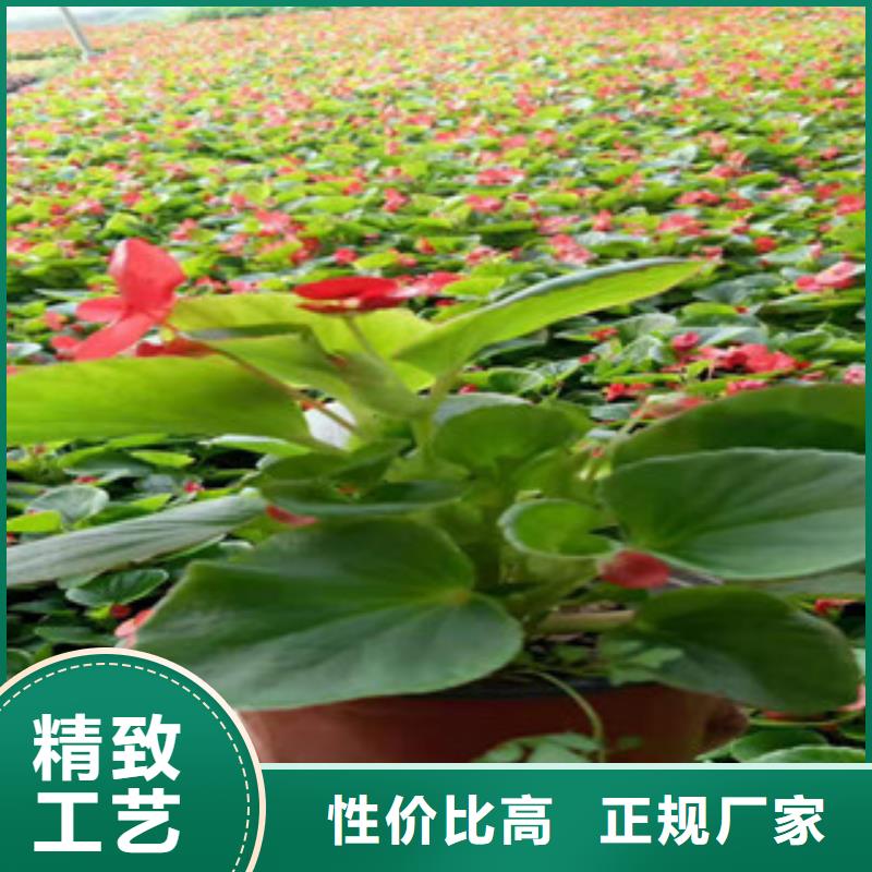 宿根花卉,观赏草/蒲苇狼尾草欢迎来厂考察