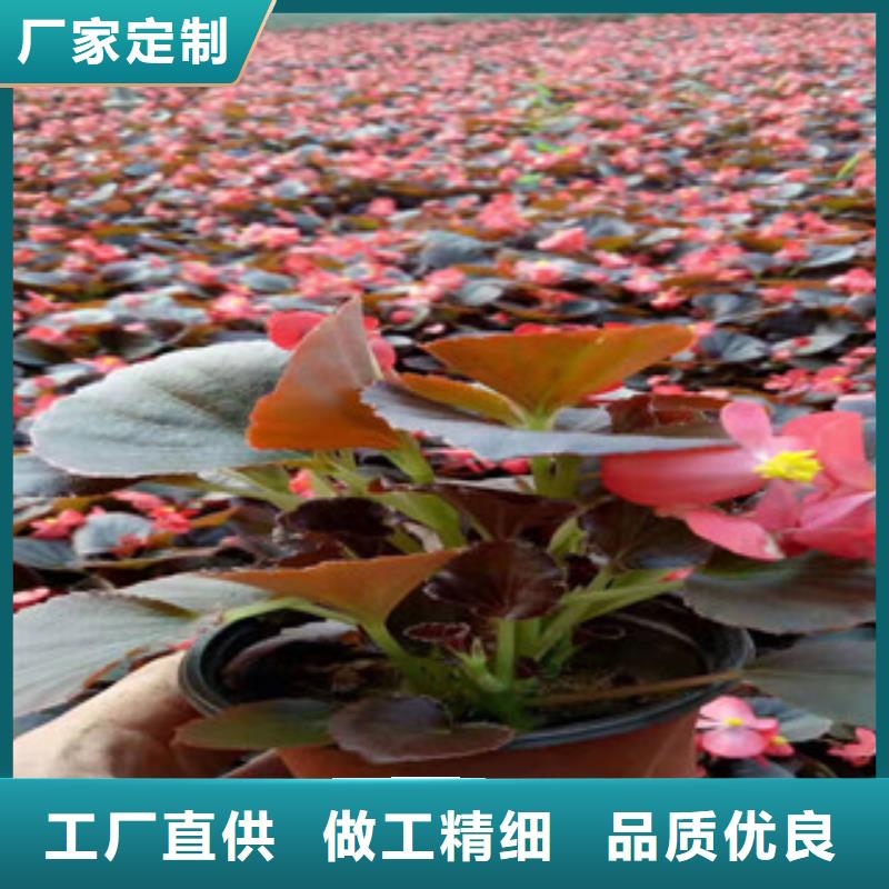 宿根花卉【水生植物/荷花睡莲】好产品好服务