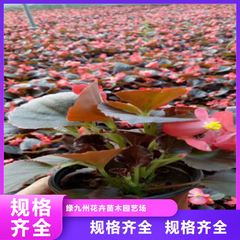 宿根花卉【耐寒耐旱草花基地】严选好货