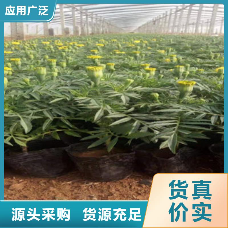 宿根花卉观赏草/蒲苇狼尾草源头厂家来图定制