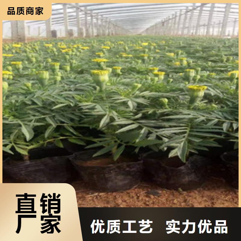 宿根花卉,水生植物/荷花睡莲性能稳定