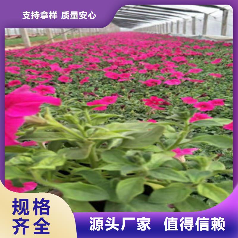 【宿根花卉_柳叶马鞭草/薰衣草现货供应】