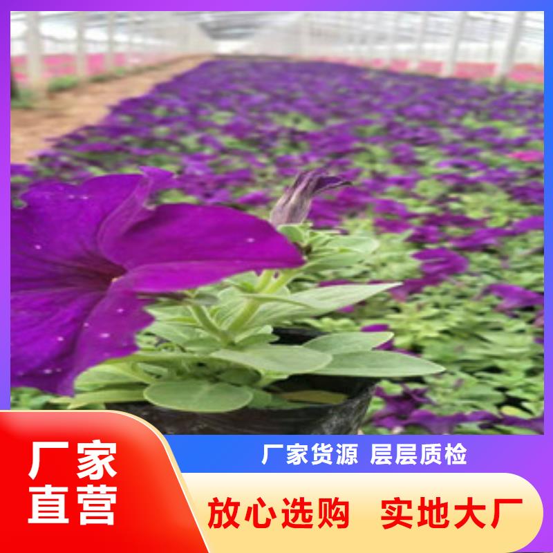 宿根花卉【水生植物/荷花睡莲】专注细节使用放心