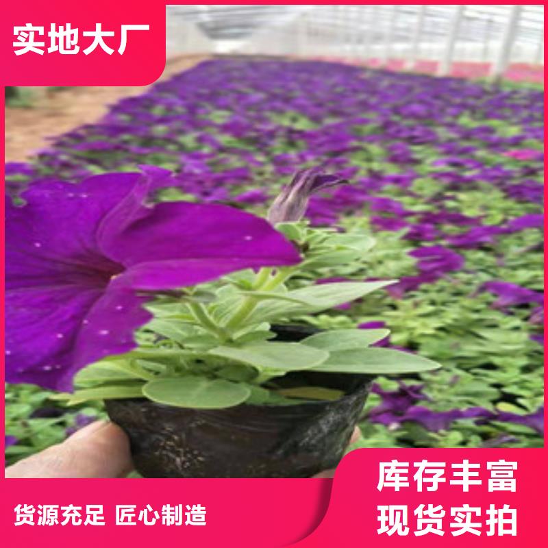 【宿根花卉】时令花卉/绿化草花价格厂家直发