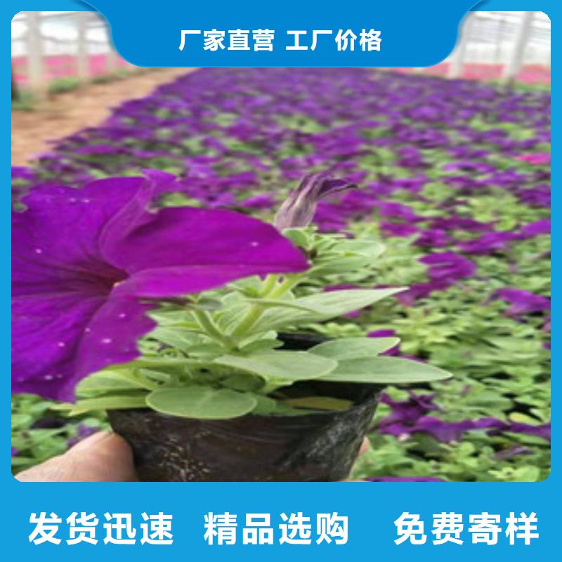 宿根花卉-花海景观工程品牌大厂家