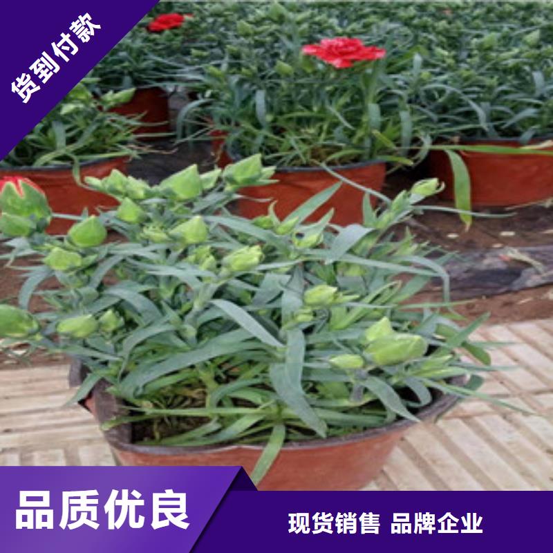 【宿根花卉柳叶马鞭草/薰衣草应用领域】