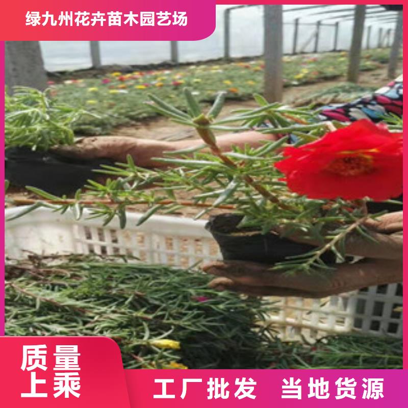 宿根花卉耐寒耐旱草花基地48小时发货