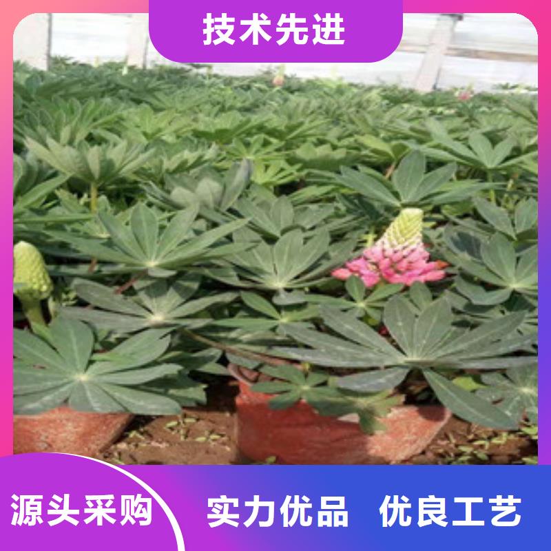 宿根花卉水生植物/荷花睡莲支持定制批发