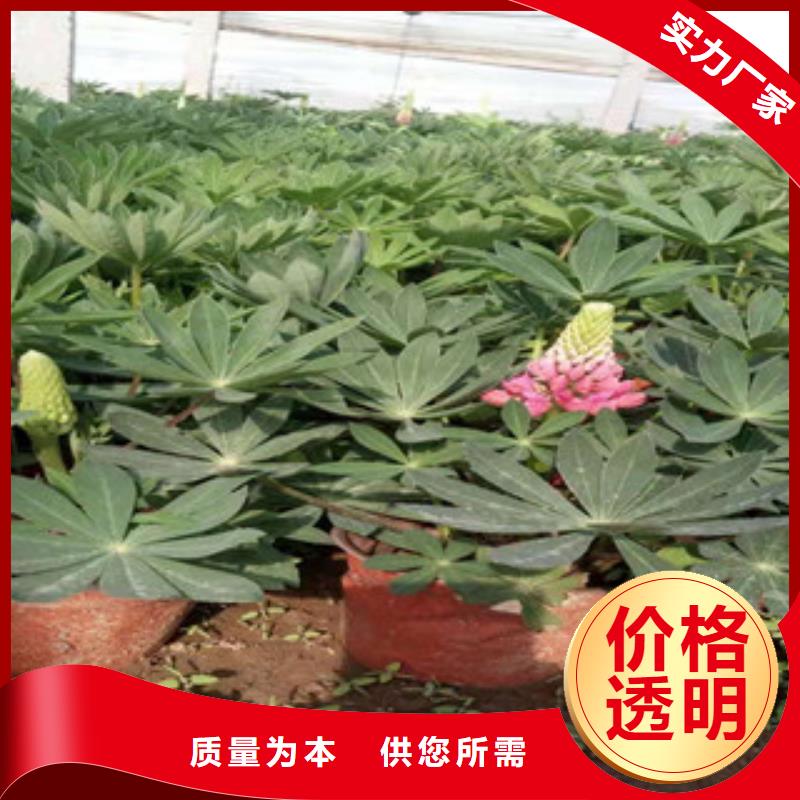 宿根花卉【水生植物/荷花睡莲】好产品好服务