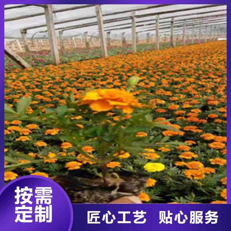 【宿根花卉宿根花卉基地一个起售】