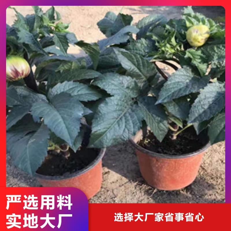 【宿根花卉宿根花卉基地大厂生产品质】