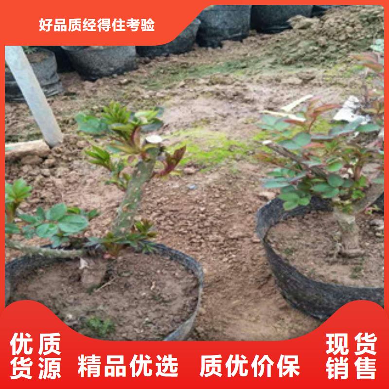 花海景观,花海景观工程经久耐用