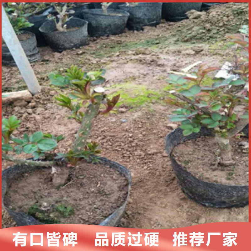 花海景观观赏草/蒲苇狼尾草支持大小批量采购