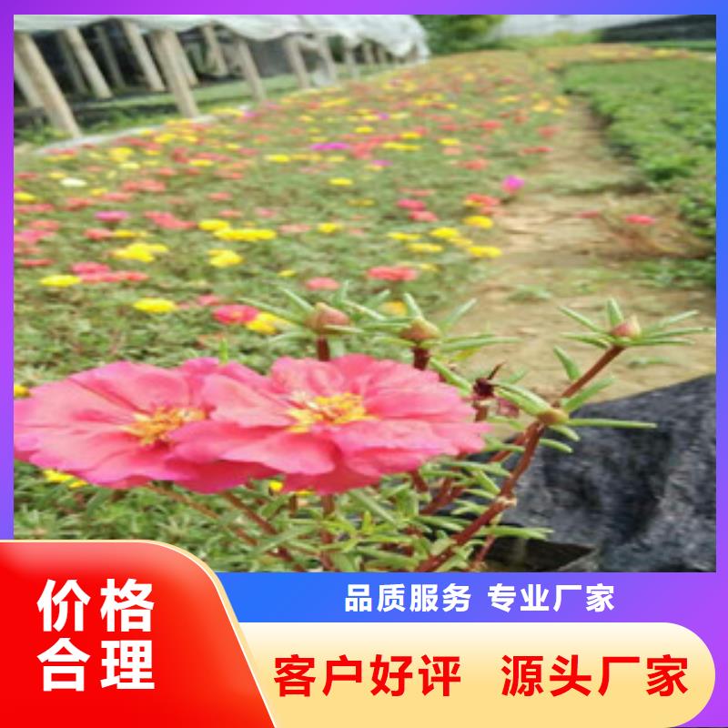 【花海景观五一国庆草花批发品质优选】