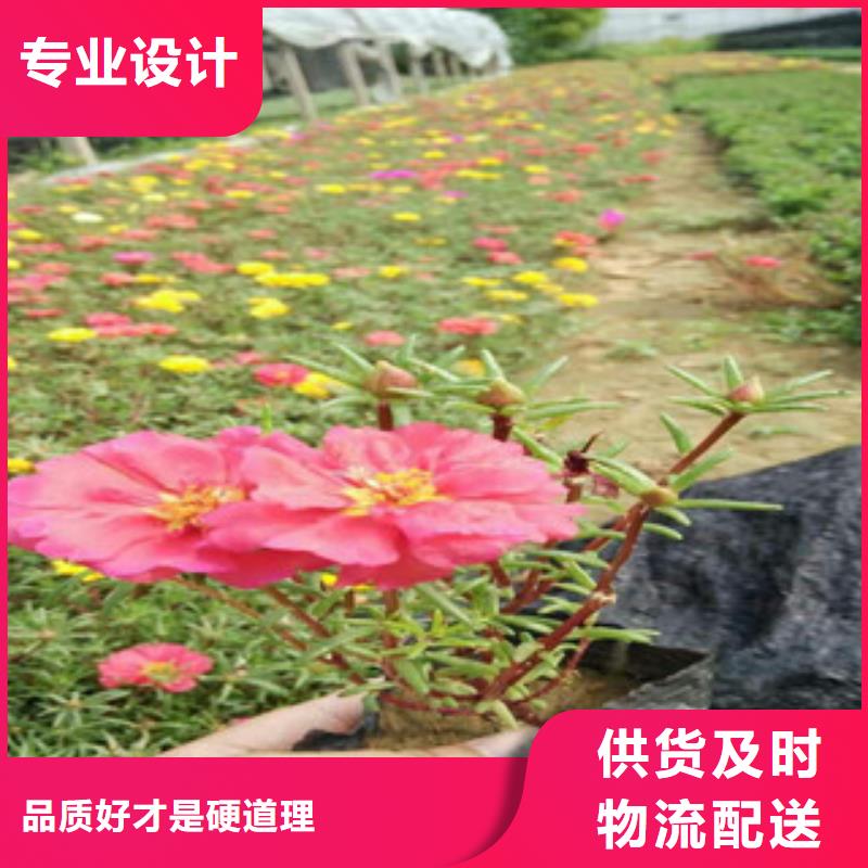 花海景观,柳叶马鞭草/薰衣草0中间商差价