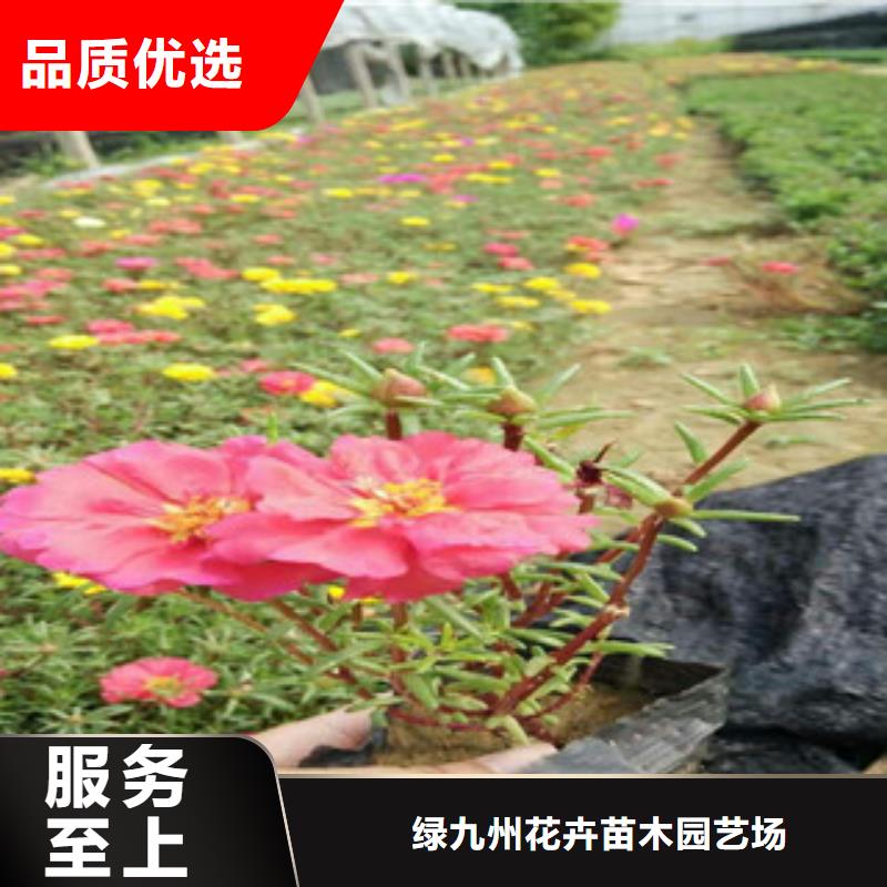 花海景观【花海景观工程】采购无忧