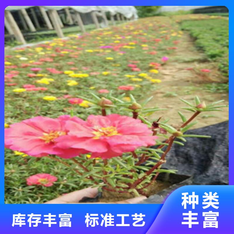 花海景观五一国庆草花批发低价货源