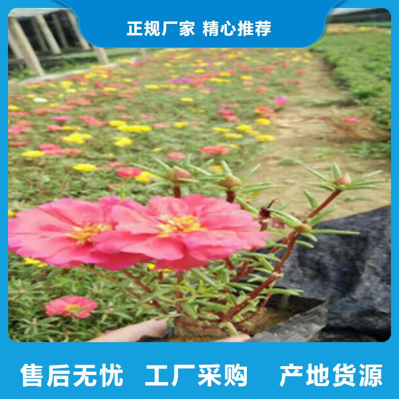 花海景观花海景观工程专业品质