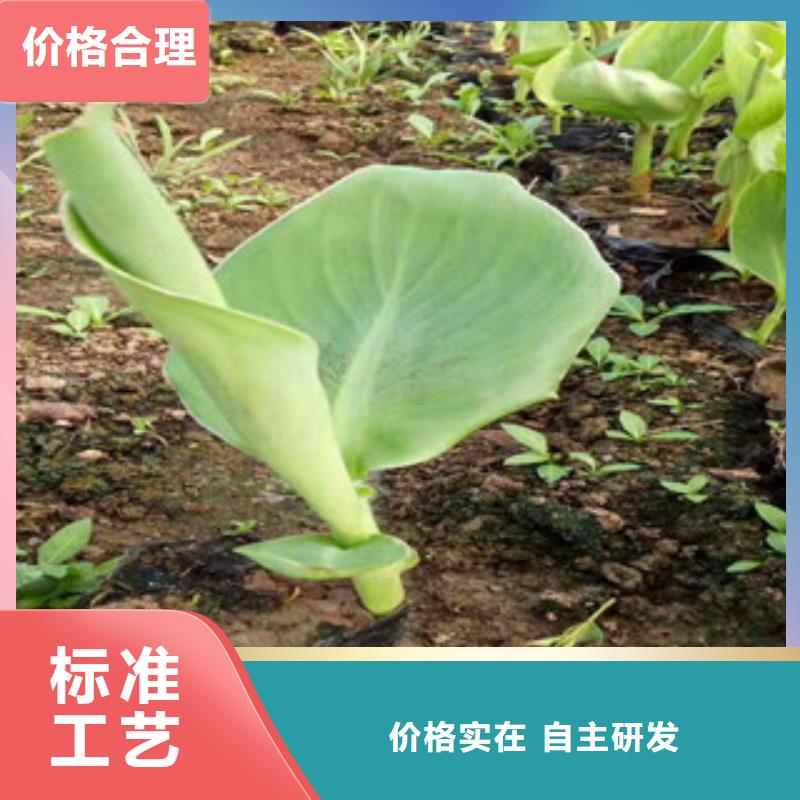 花海景观花海景观工程从源头保证品质