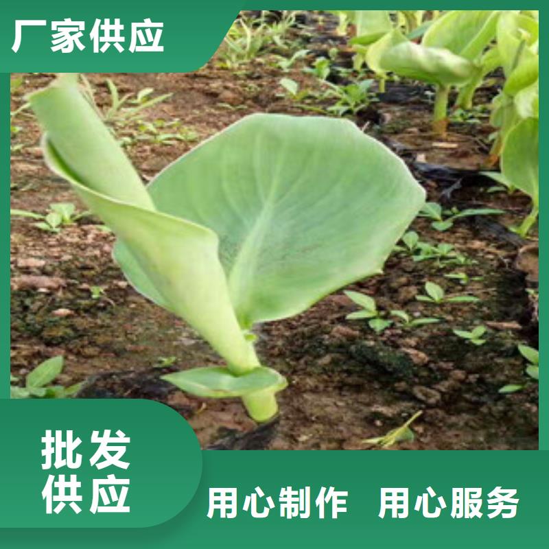 花海景观时令花卉/绿化草花价格支持拿样