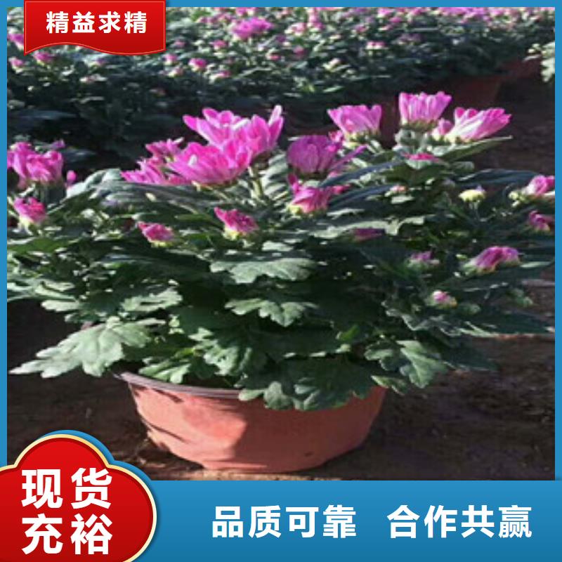 花海景观时令花卉/绿化草花价格支持拿样