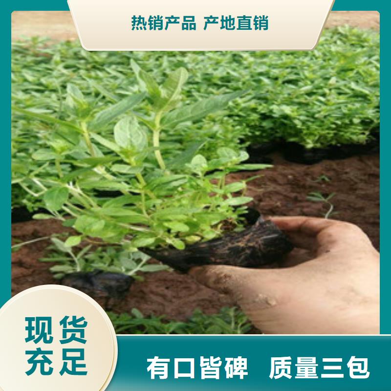 花海景观,耐寒耐旱草花基地欢迎来电咨询
