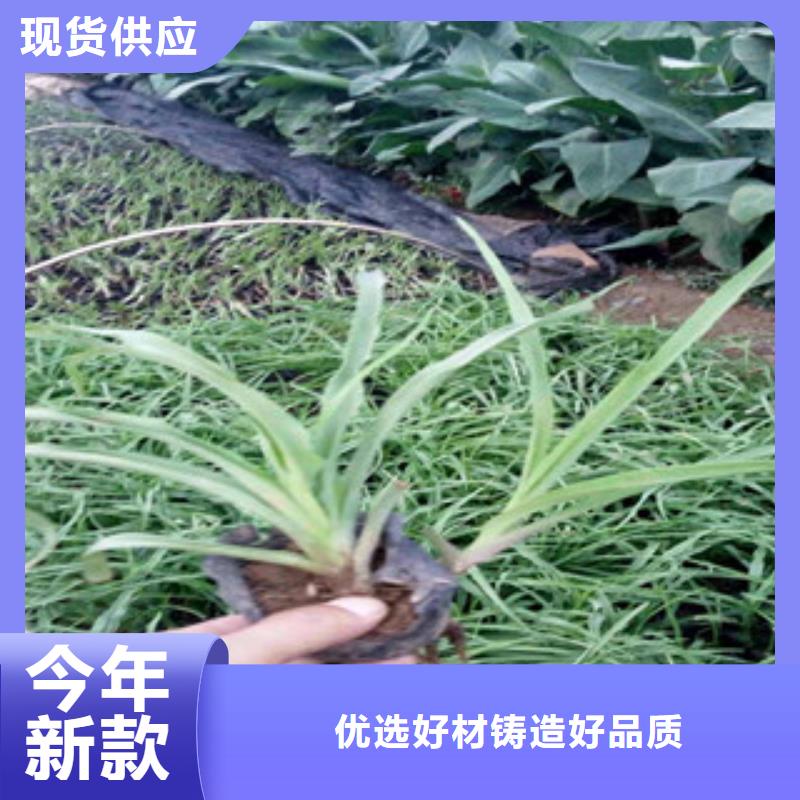 花海景观观赏草/蒲苇狼尾草货源充足