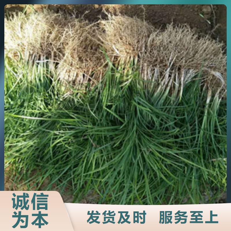 花海景观【鲁冰花/粉黛乱子草】层层质检