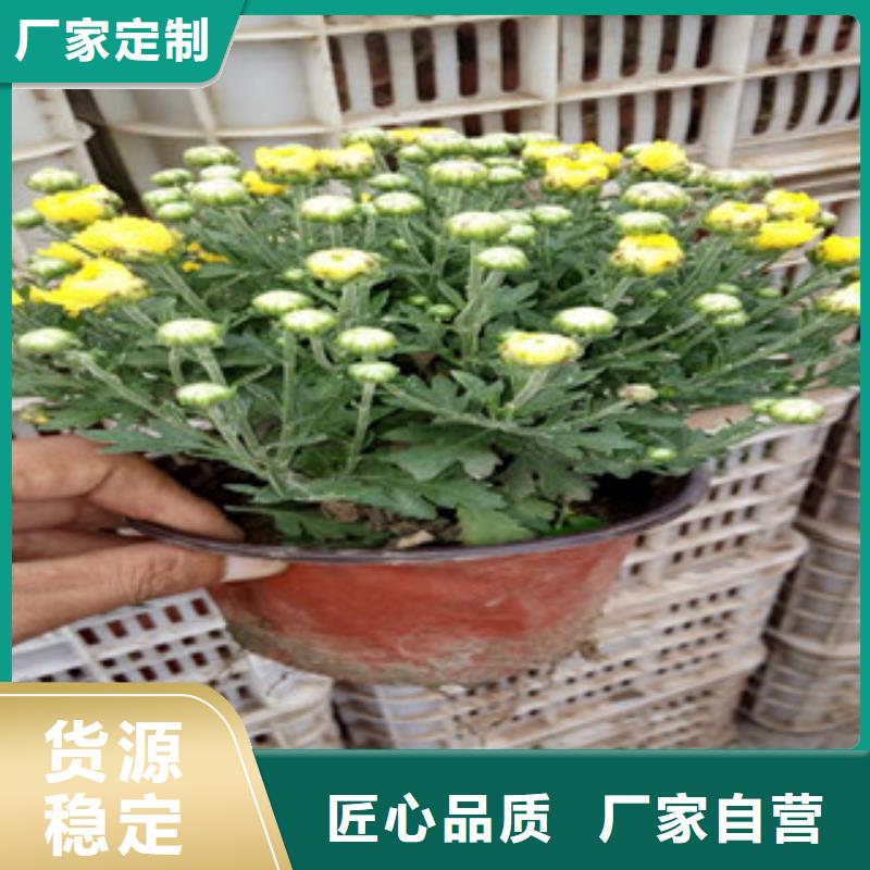 花海景观观赏草/蒲苇狼尾草支持大小批量采购