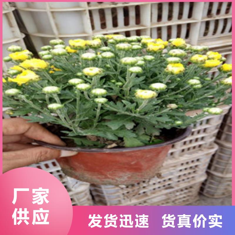 花海景观花海景观工程大厂生产品质