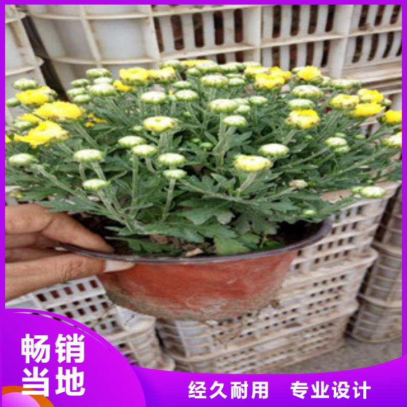 花海景观-【时令花卉/绿化草花价格】价格有优势