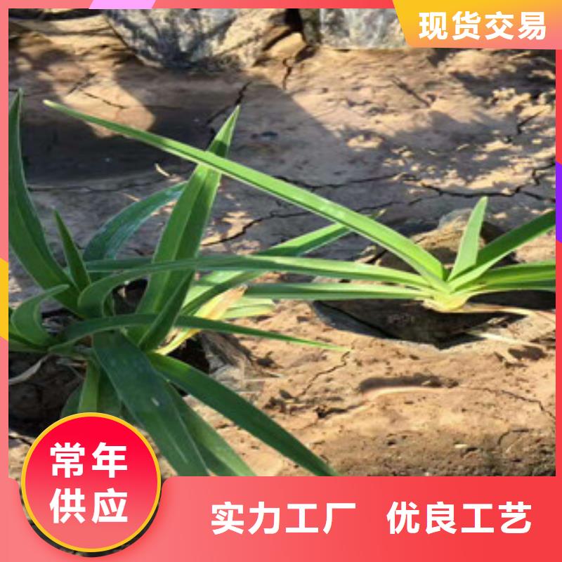 花海景观宿根花卉基地品牌专营