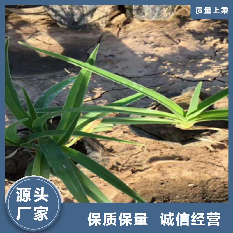 花海景观_耐寒耐旱草花基地信誉至上