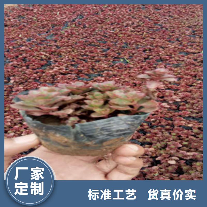 花海景观,柳叶马鞭草/薰衣草0中间商差价