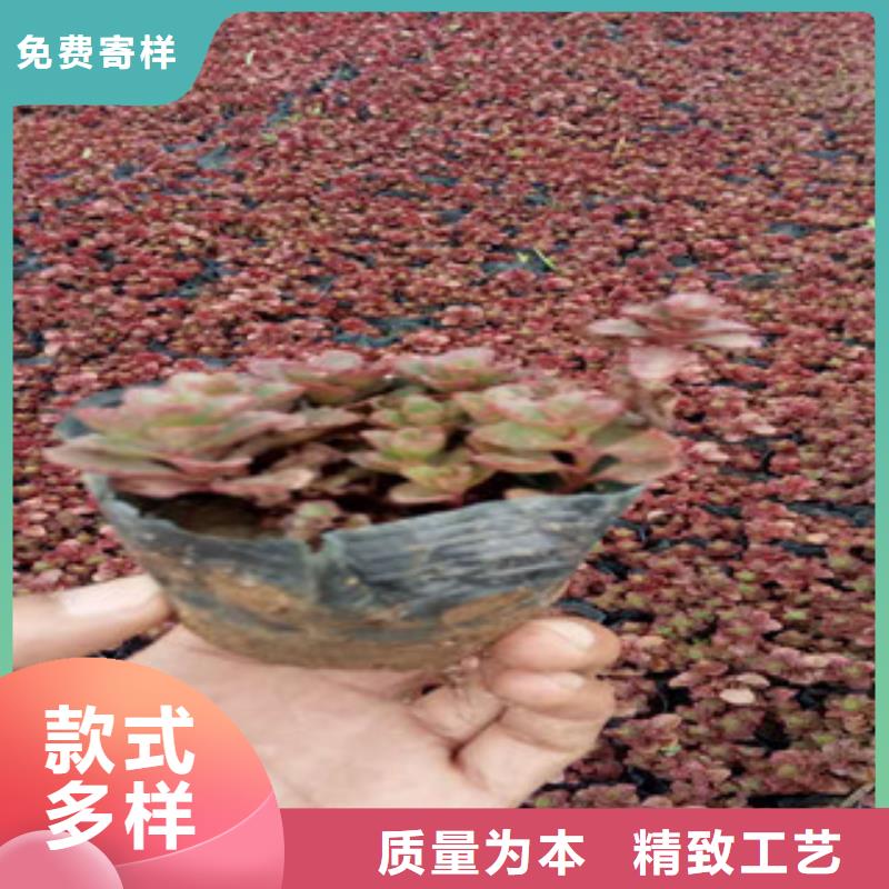 花海景观鲁冰花/粉黛乱子草一站式供应