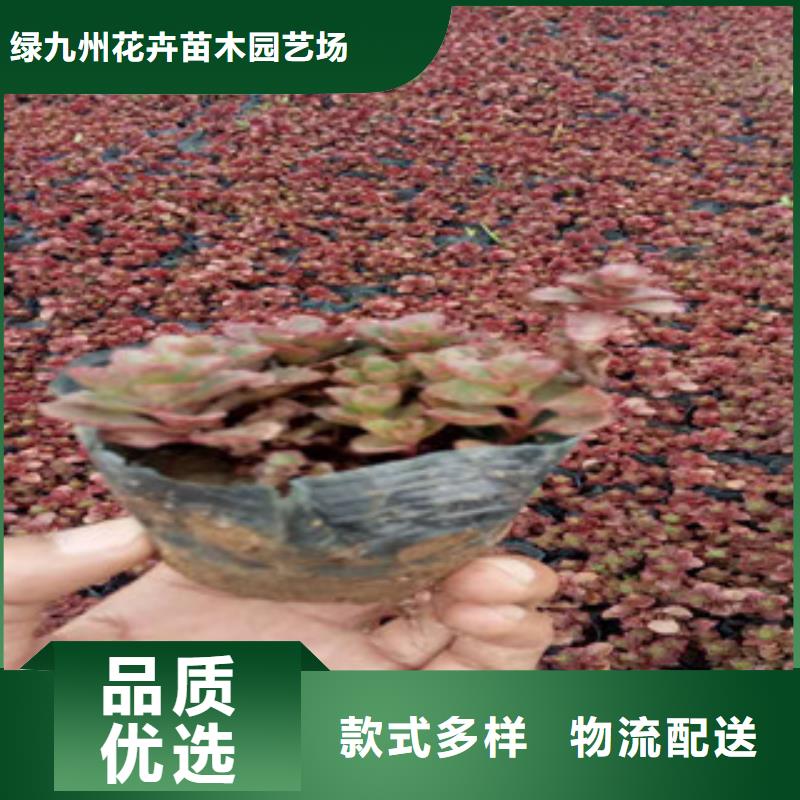 花海景观_鲁冰花/粉黛乱子草专业生产制造厂