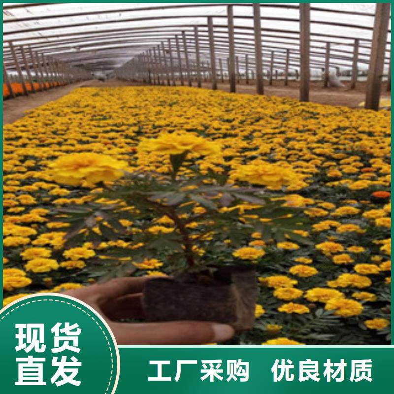 花海景观,花海景观工程工厂认证